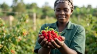 African female farmer holding fresh red tomatoes in vegetable garden field, showcasing organic produce harvest and sustainable agriculture.