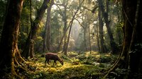 Wild boar foraging in enchanted forest with golden sunlight filtering through ancient trees and moss-covered ground creating magical woodland atmosphere.