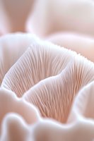 Delicate macro view of pink oyster mushroom gills showing intricate natural patterns and textures in soft pastel tones, suitable for wellness and nature designs.
