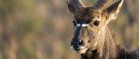 Young deer portrait with alert expression in natural habitat during golden hour lighting for wildlife photography and nature documentation projects.