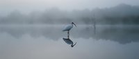 Solitary heron wading in misty lake with perfect reflection creating serene minimalist nature scene in soft gray tones for peaceful wildlife photography.