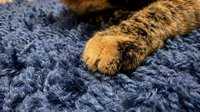 Cat paw on soft blue textile surface, close-up detail of feline fur and claws resting on fabric for pet care and animal content.
