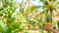 Ripe pineapple held in hand against tropical foliage background. Fresh fruit harvest concept for food, agriculture, and healthy eating content.