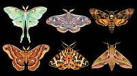 Colorful moth and butterfly collection isolated on transparent background, ready for clipart, t-shirt design, stickers, sublimation, and print-on-demand projects.