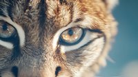 Extreme close up of intense feline eyes with golden amber color against blue background, showing detailed fur texture and mesmerizing gaze. Perfect for wildlife and nature projects.