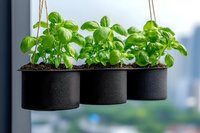 Fresh basil plants growing in modern black hanging pots against window background, urban gardening and home herb cultivation concept.