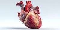 Anatomically accurate human heart model with detailed ventricles and arteries for medical education and healthcare presentations on white background.