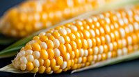 Fresh bicolor sweet corn on the cob with yellow and white kernels, showing natural agricultural produce against dark background.