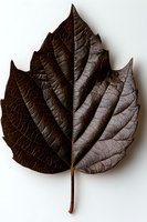 Dark brown autumn leaf with detailed veins and serrated edges isolated on white background, showcasing natural texture and botanical detail.