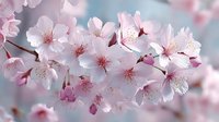 Delicate pink cherry blossoms in full bloom with soft petals and visible stamens creating romantic spring atmosphere for seasonal designs and nature themes.