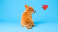 Adorable fluffy orange Pomeranian puppy sitting on blue background with red heart symbol, perfect for pet love and Valentine's Day designs.