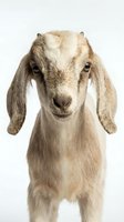 Cream and tan colored goat with long drooping ears standing facing forward against white background, suitable for livestock, farm animal, and agriculture related projects.