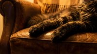 Cozy tabby cat paws resting on warm brown leather armchair in golden ambient lighting creating peaceful domestic atmosphere for home decor and pet care concepts.