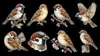 Sparrows and finches collection isolated on transparent background, ready for t-shirt design, clipart, stickers, sublimation and print-on-demand projects.