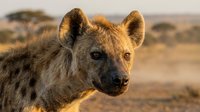 Spotted hyena portrait in golden hour light showcasing detailed facial features and fur texture in natural African savanna habitat for wildlife photography.