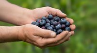 Hands holding fresh blueberries outdoors with green foliage background. Harvest, farming, and organic produce concept for food and agriculture marketing.