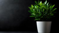 Fresh green houseplant in modern white ceramic pot against dark background with copy space for interior design and home decor projects.