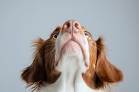 Cute brown and white spaniel dog looking up, close-up view from below showing nose and floppy ears on a light gray background.
