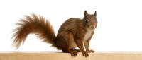 Brown squirrel with fluffy tail standing on wooden surface against white background, suitable for wildlife, nature, and educational content.