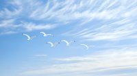 White seagulls flying in formation against bright blue sky with wispy cirrus clouds, creating peaceful coastal atmosphere and natural minimalist composition.