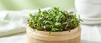 Young microgreens with vibrant green leaves growing in a wooden pot with burlap wrap, perfect for culinary, wellness, and organic food design projects.