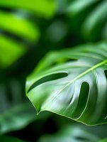 Fresh monstera leaf close-up with natural sunlight showing detailed texture and fenestration pattern against blurred tropical background. Suitable for wellness designs.