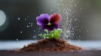 Purple and red pansy flower growing from soil mound with water droplets and magical sparkles creating dreamy garden atmosphere against dark background.