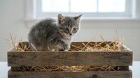 Adorable gray tabby kitten sitting in rustic wooden crate filled with straw, perfect for pet adoption campaigns, veterinary clinics, and animal care.