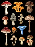Mushroom collection featuring various species isolated on transparent background, ready for clipart, t-shirt design, stickers, sublimation and print-on-demand projects.