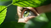 Close-up view of green human eye seen through leaves, representing nature connection, environmental vision and natural beauty concept for wellness designs.