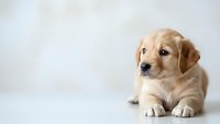 Adorable golden retriever puppy sitting on white surface against neutral background, perfect for pet care marketing and family content.