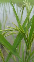 Fresh green rice plant with water droplets in paddy field during growing season for organic farming and agricultural harvest concepts.
