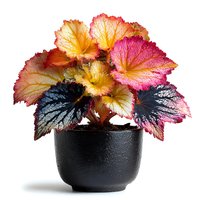 Colorful begonia plant with vibrant multicolored leaves in black pot isolated on white background for home decor and gardening projects.