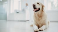 Happy golden retriever dog sitting in modern veterinary clinic waiting room with blurred medical equipment background for pet healthcare concepts.