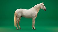 White horse standing in profile on green background isolated for equestrian design projects and animal themed graphics.