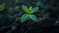 Young green seedling sprouting from rich dark soil, symbolizing growth, new beginnings, and environmental sustainability for nature concepts.
