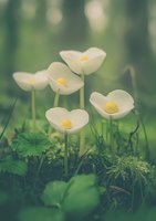 Delicate white wood anemones blooming in spring forest, soft focus close-up with dreamy bokeh background showing yellow centers and green foliage.