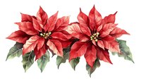 Vibrant red poinsettia flowers with green leaves on white background, watercolor style botanical illustration for holiday season designs and decorative projects.