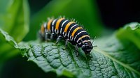 Monarch butterfly caterpillar crawling on textured green leaf, displaying distinctive black, white and yellow striped pattern in sharp macro photography.