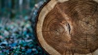 Cross-section of tree trunk showing detailed annual growth rings and natural wood grain texture on forest floor with blurred foliage background.