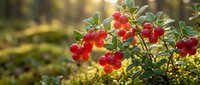 Fresh red lingonberries growing on green bush branches in natural forest setting with warm sunlight filtering through trees in background.