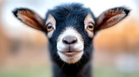 Close-up portrait of a young black goat with brown eyes and distinctive ears looking directly at camera against blurred natural background.
