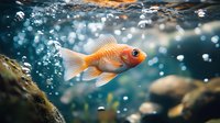 Orange goldfish swimming in aquarium with air bubbles and natural rocks, captured in vibrant underwater scene with bokeh lighting effects and crystal clear water.
