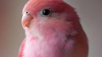 Adorable pink parrot chick with fluffy feathers and bright black eye, closeup portrait of young tropical bird with soft pastel coloring and orange beak.