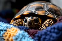 Close-up macro shot of radiated tortoise shell pattern and head resting on colorful knitted textile with detailed texture and selective focus.