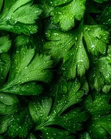 Fresh parsley leaves covered in morning dew drops create natural pattern. Vibrant green herbs with water droplets on dark background for culinary and garden designs.