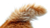 Ginger cat tail close up showing soft fluffy fur texture and natural movement against white background, isolated macro photography for pet and animal designs.