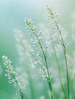 Delicate white wildflowers on thin green stems against soft mint green background with dreamy bokeh effect, creating ethereal natural macro photography.