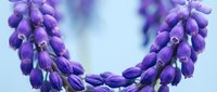 Purple grape hyacinth flowers blooming in spring garden with soft bokeh background for nature and botanical photography projects.