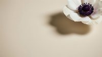 White anemone flower with purple center casting a soft shadow on a beige background, minimalist floral composition with copy space.